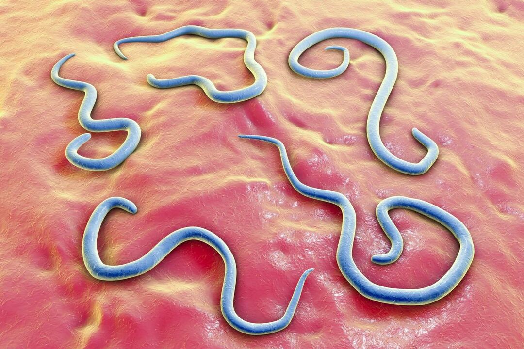 vermes parasitos no corpo humano