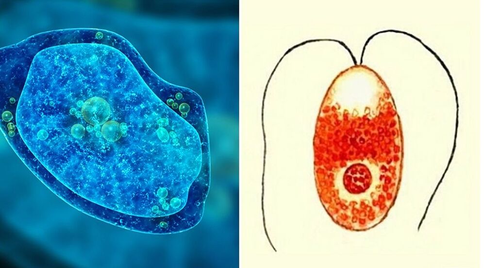 parasitos unicelulares, ameba disentérica e Plasmodium palúdico