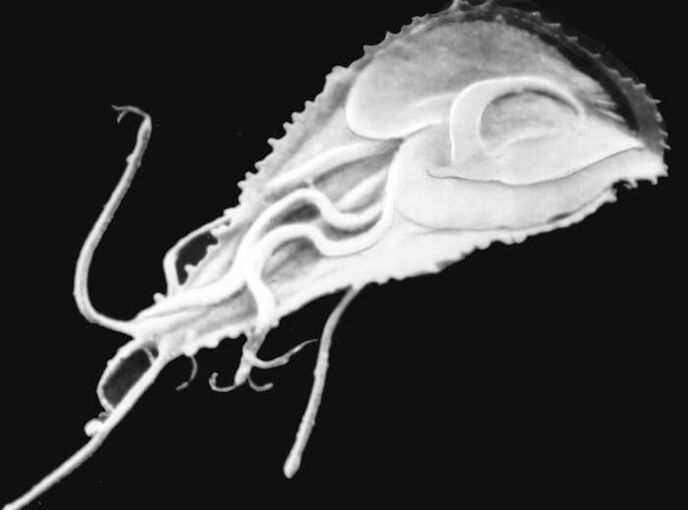 Modium PLAS malario