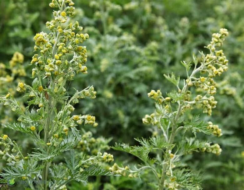 Amarre Wormwood de parasitos