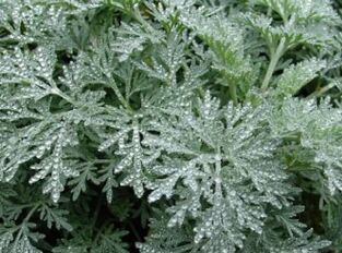 Wormwood contra Worms