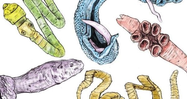 Parásitos no corpo humano